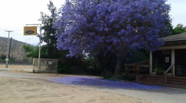 Dulces de Curacaví - camino a santiago - Dulces Issa